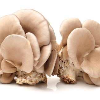 FUNGO PLEUROTUS BIO 300 gr.