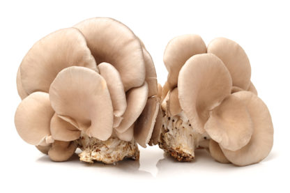 FUNGO PLEUROTUS BIO 300 gr.