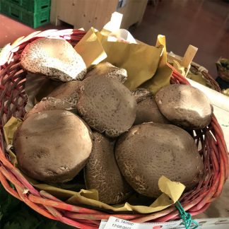 Fungo Portobello bio