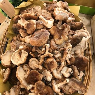 Fungo Shiitake