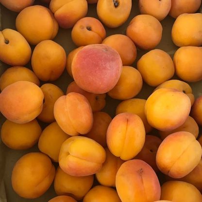ALBICOCCA BIO 1 kg.