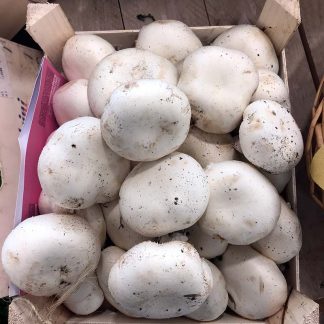 Funghi Champignon
