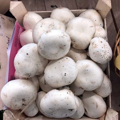Funghi Champignon