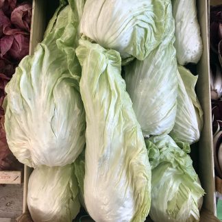 Radicchio Pan di Zucchero