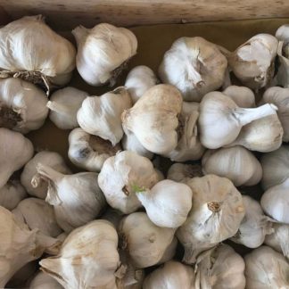 AGLIO BIO