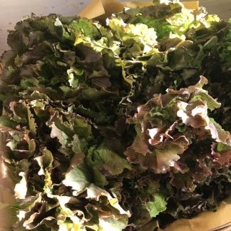 INSALATA CANASTA