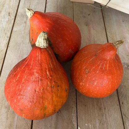 ZUCCA HOKKAIDO BIO 800 gr.