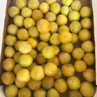 SUSINA GIALLA BIO 500 gr.